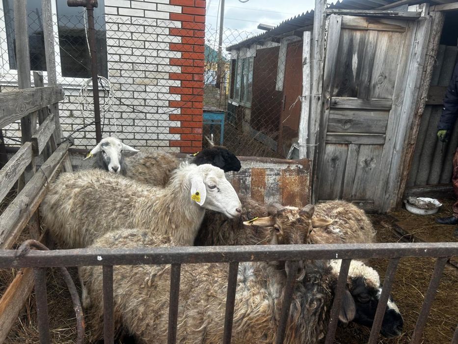 Продам баран ( овцематки, ярочки)