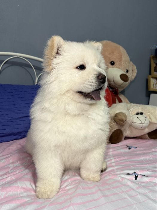 Chow Chow o mică prințesă