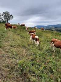 Vaci de vanzare, bălțată romaneasca