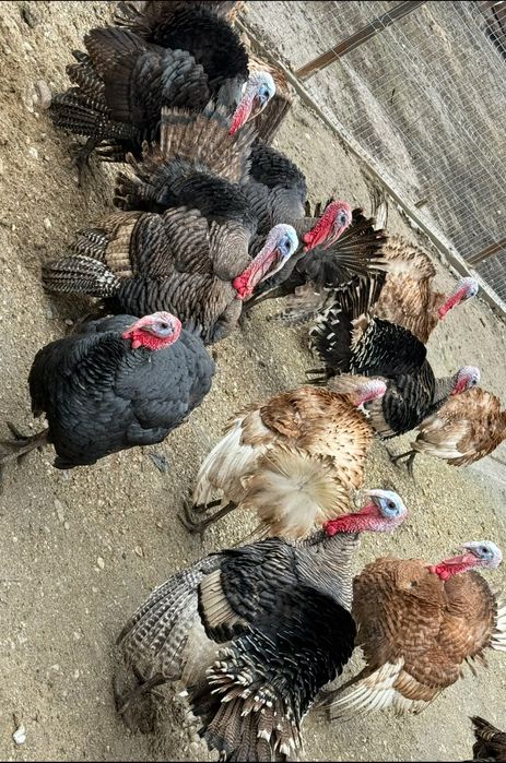 Curcani si curci de vanzare