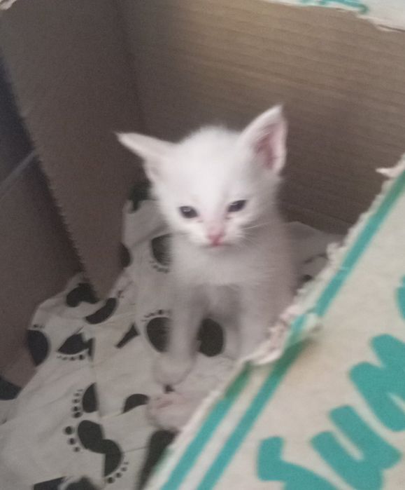 Отдам котенка возраст 2 месяца
