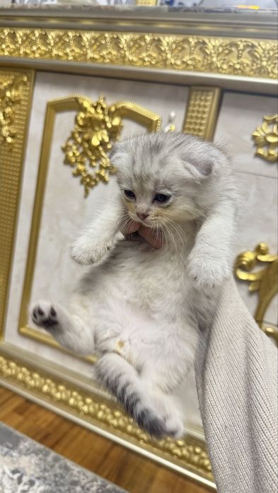 Arzon narxda seribristiy shinshilla bolalari