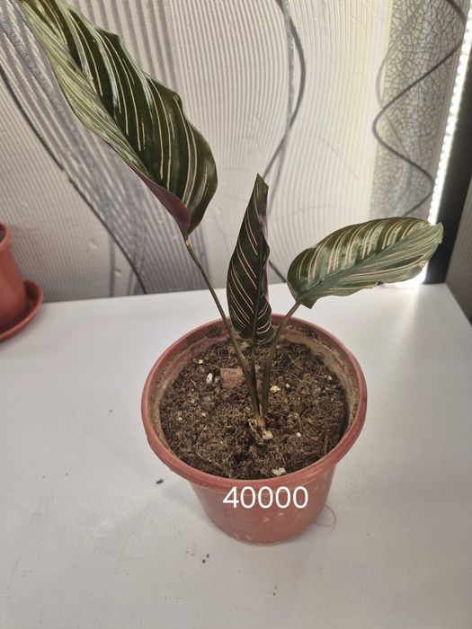 Продаётся комнатные цветы