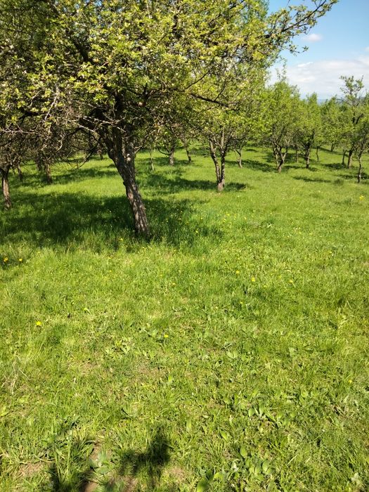 Vând teren intravilan  Boteni Argeș   9000 mp.  4 euro mp