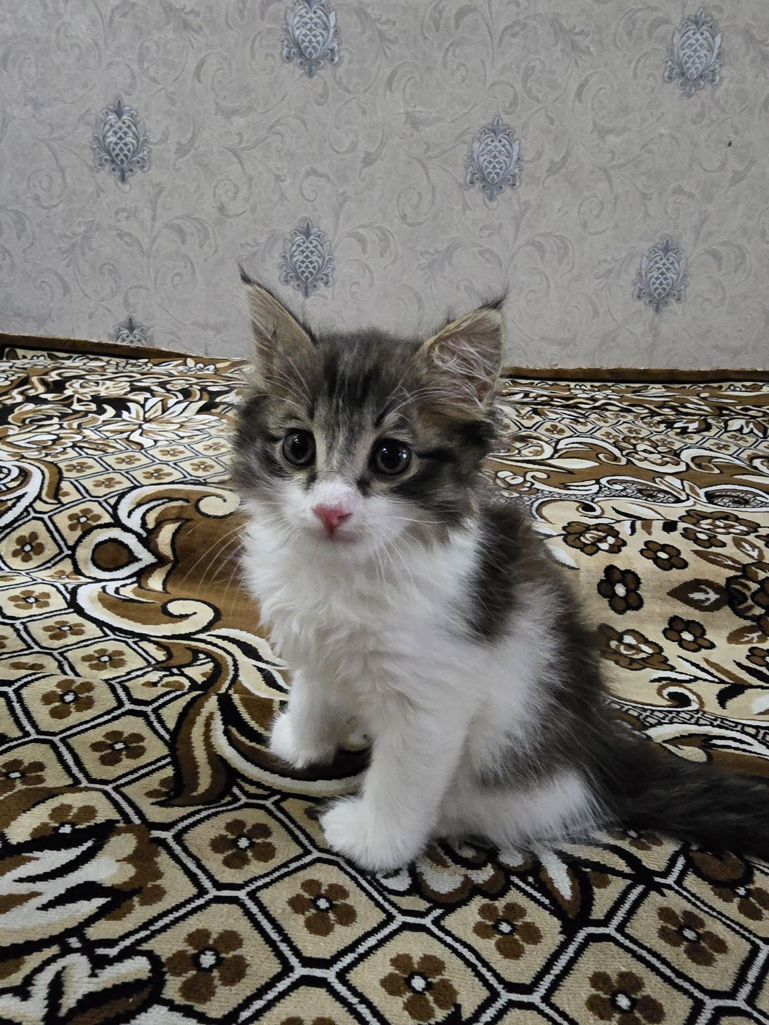 Отдаются в хорошие руки  пушистые котята