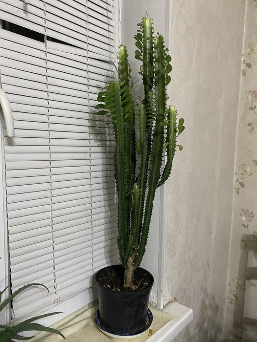 Продам комнатный цветок