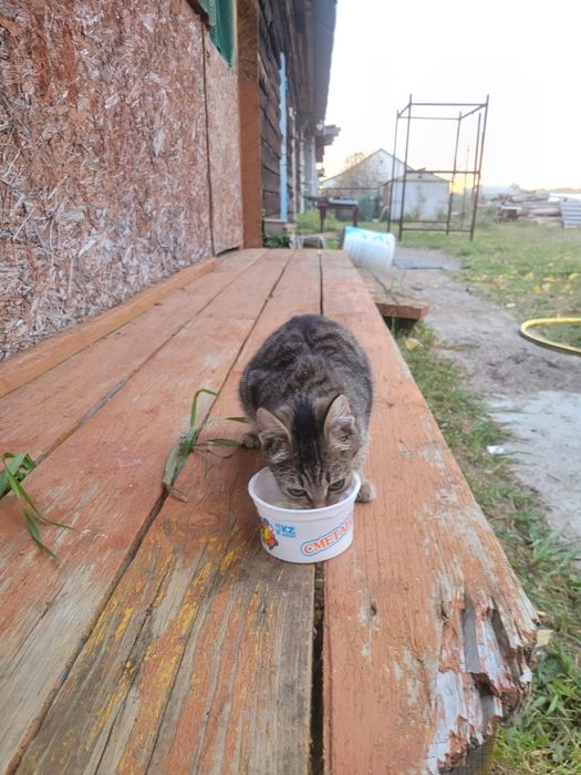 Отдам котенка в добрые руки