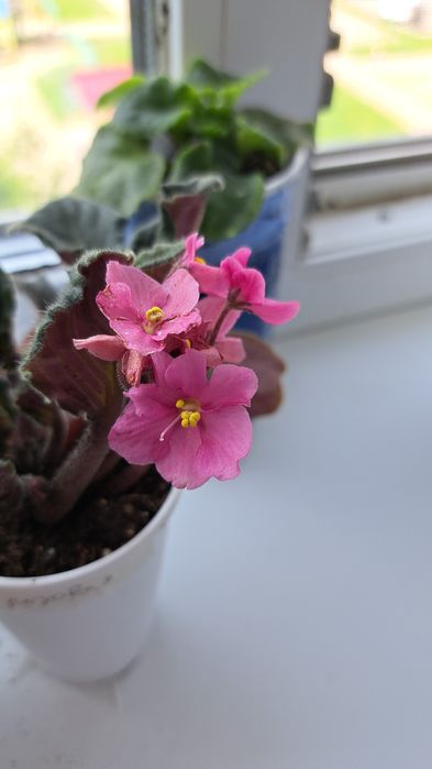 Продам фиалки не прихотливые красавицы будут радовать вас.