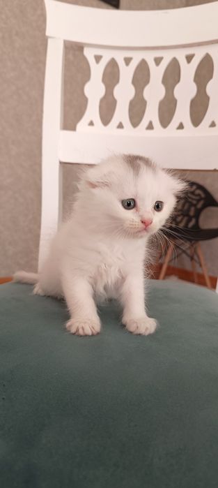 Продаются месячные котята шотландской породы. Чёрная и белая.