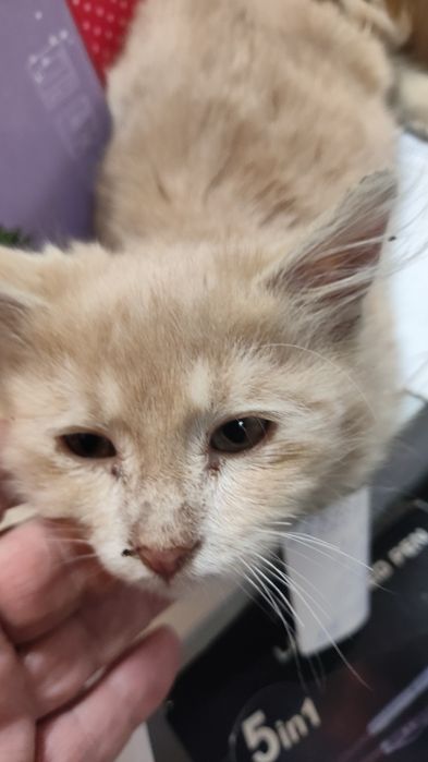 Подарявам малко коте,на около месец