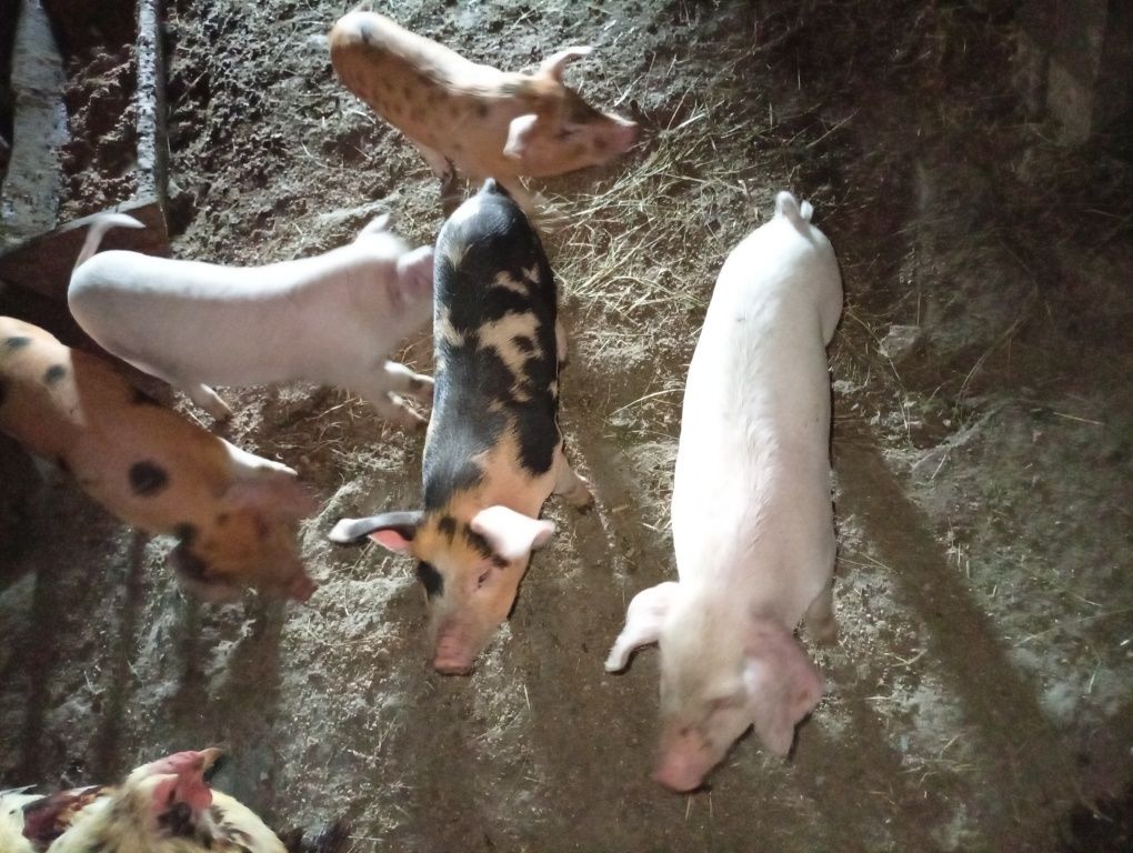 Продам поросят ,