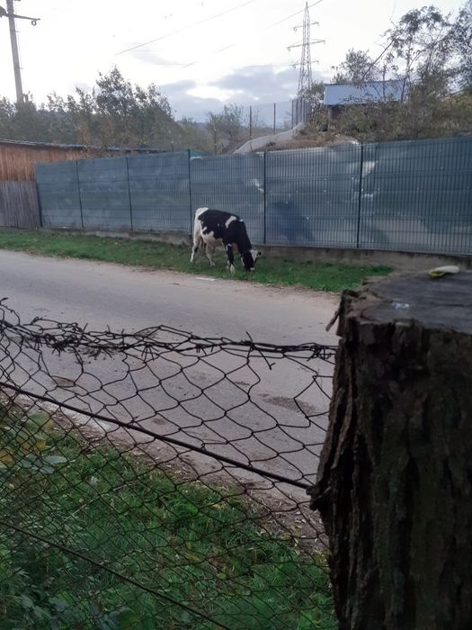 Vand și doi vitei