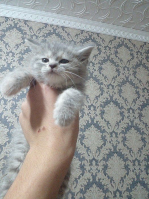 Mushukchala sotiladi narxi 300mingdan