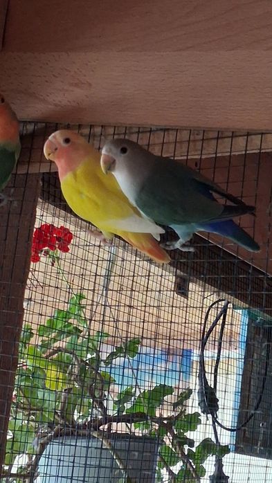 Vând sau schimb perusi