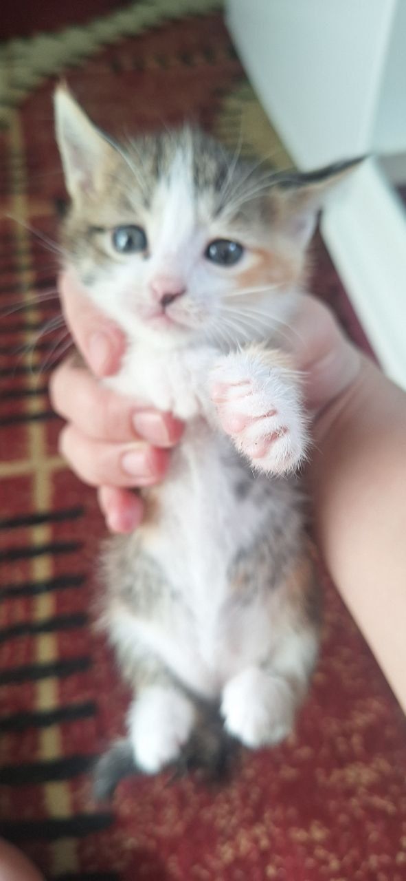 Mushuk bolajonlari tekinga beriladi