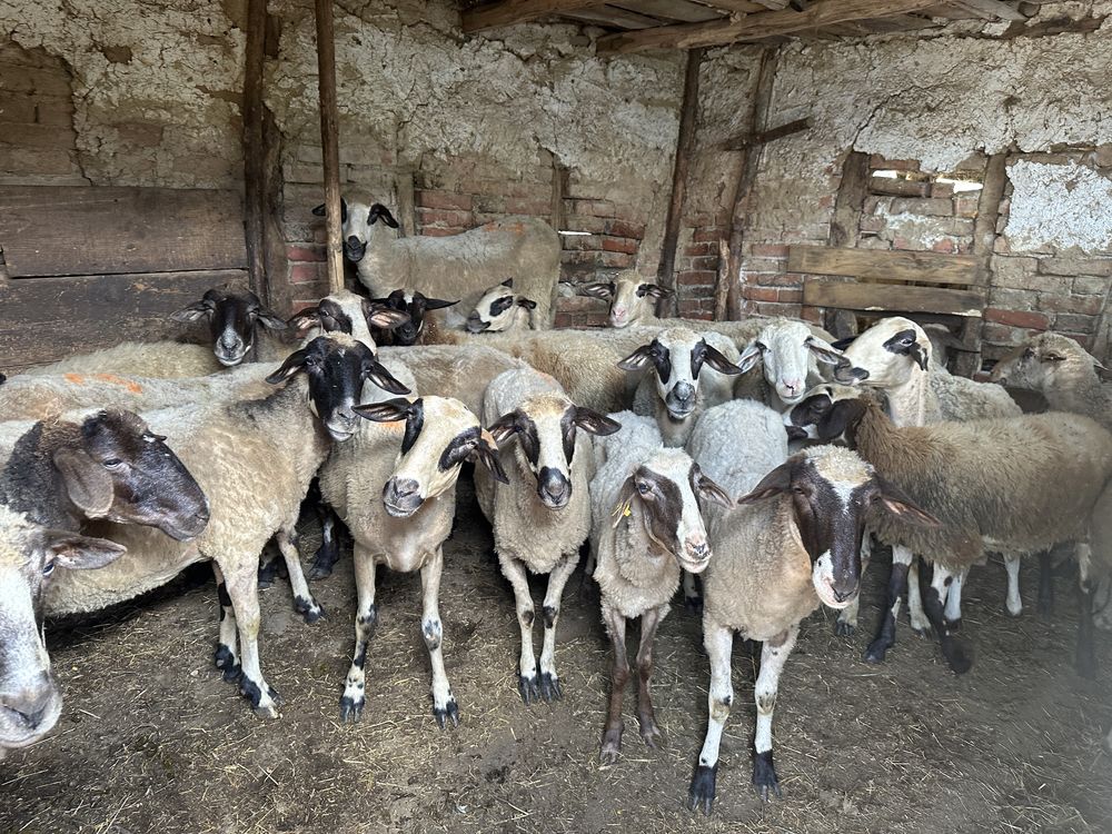 продавам овце и шилета