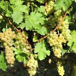 Vita de vie nobilala alba de vin