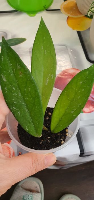 хойя    пубикаликс