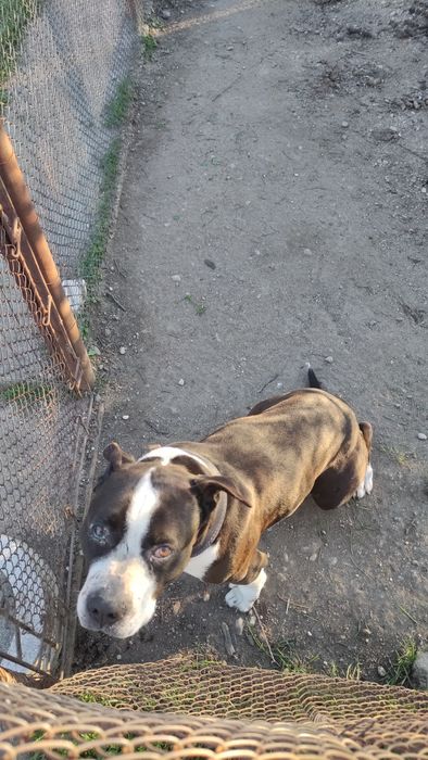 Vând câine Amstaff