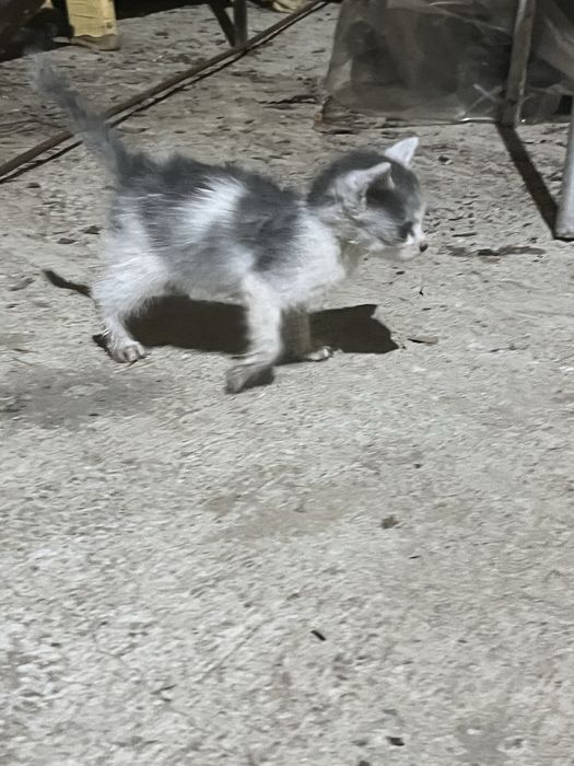 Pisici pentru adoptie