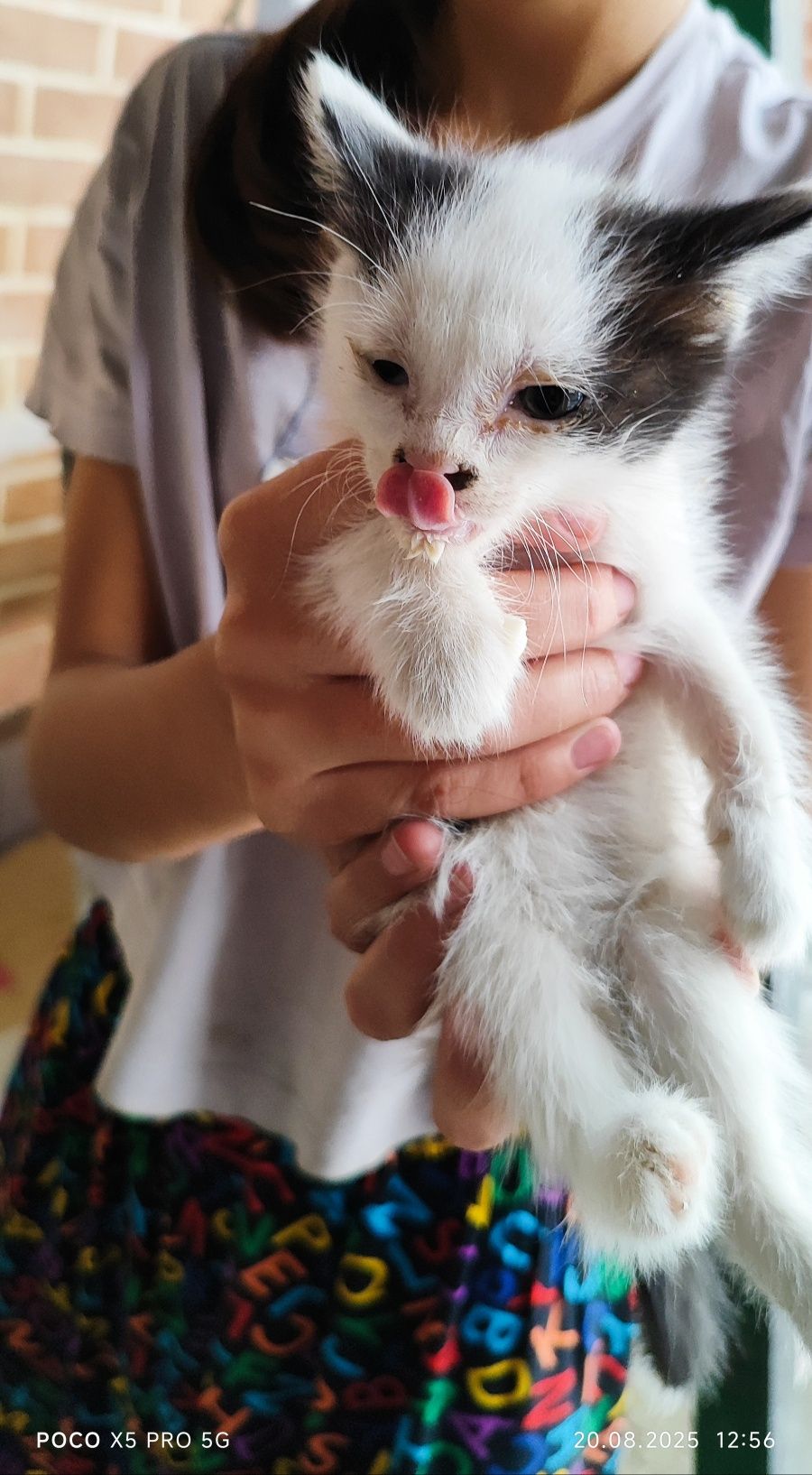Котята в хорошие добрые руки