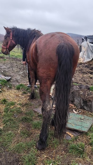 Vând sau schimb mânz de trei ani decastrat e cuminte nu merge bine la