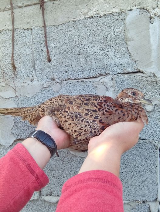 Vând fazani super frumoși