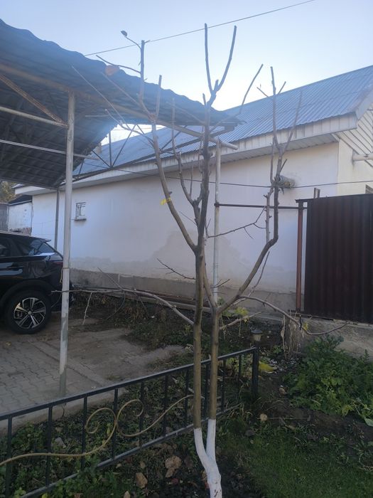 Обрезка деревьев