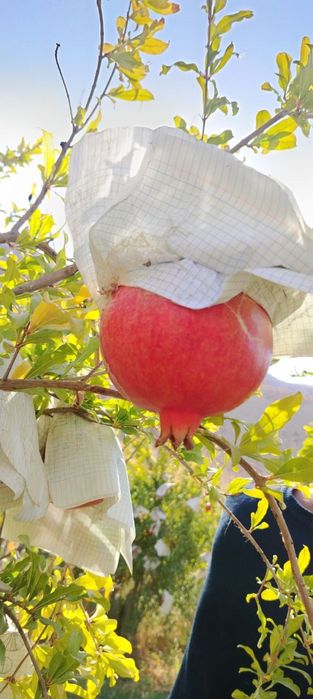 Sherabod anori, Щербацкий гранаты