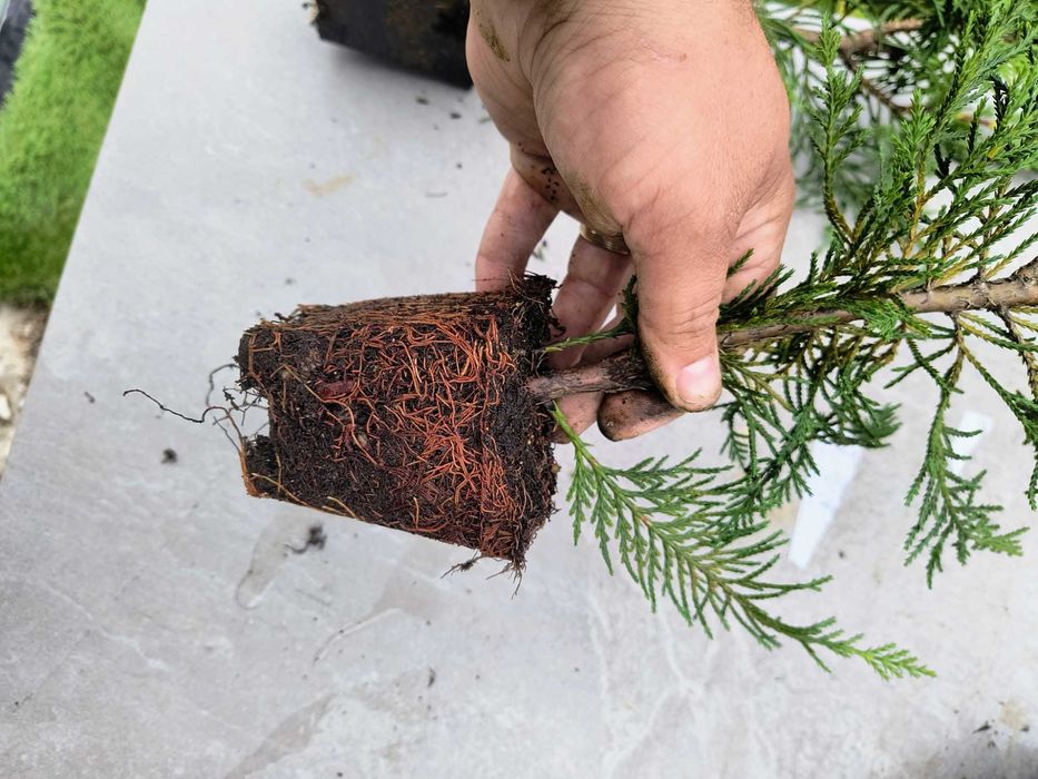 leylandii    40 cm/80 cm/120cm