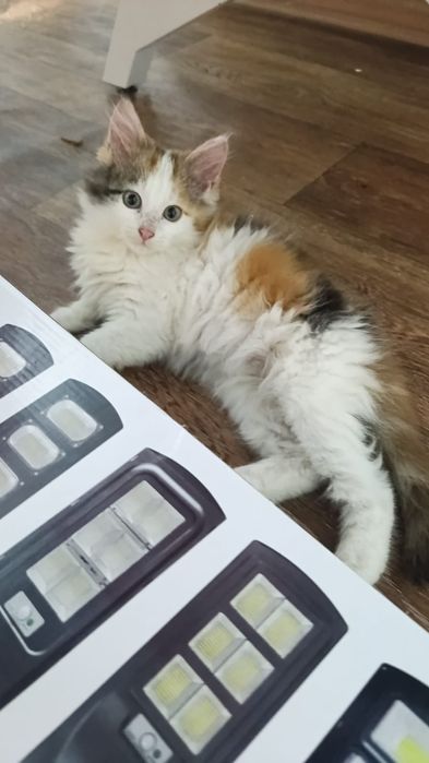 Отдам даром котят