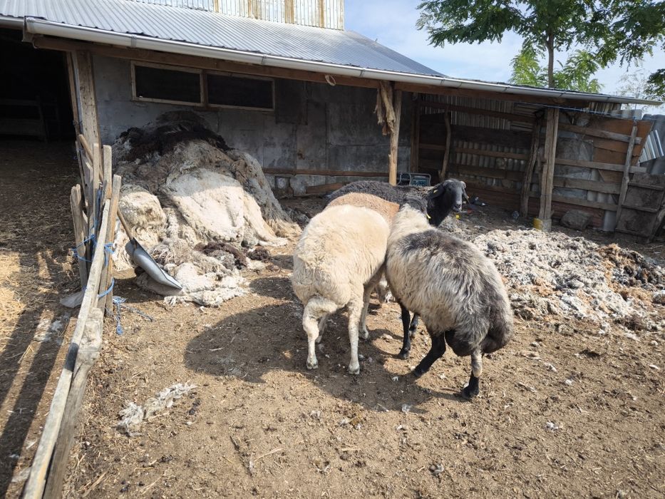 Vând berbeci rasa Karakul cu certificat de origine