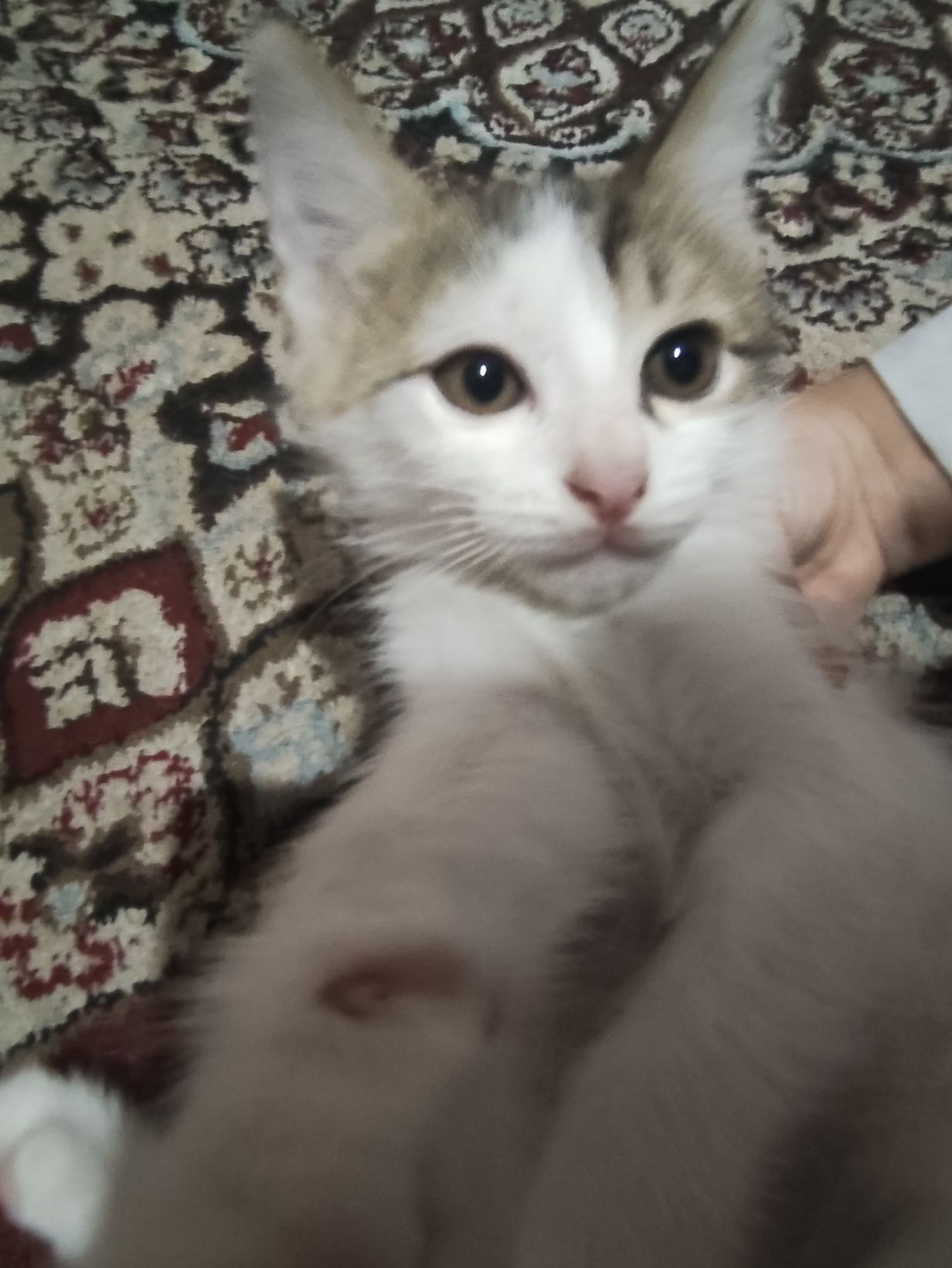 Mushuk hadyaga beriladi