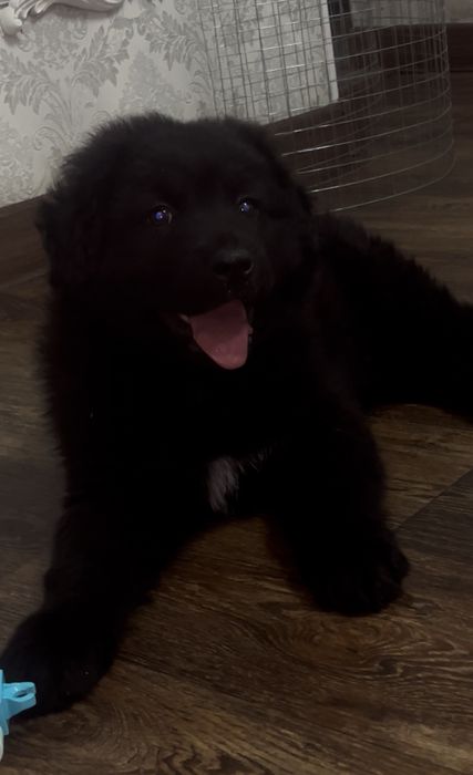 Немецкая овчарка