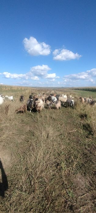 Caută alt domiciliu