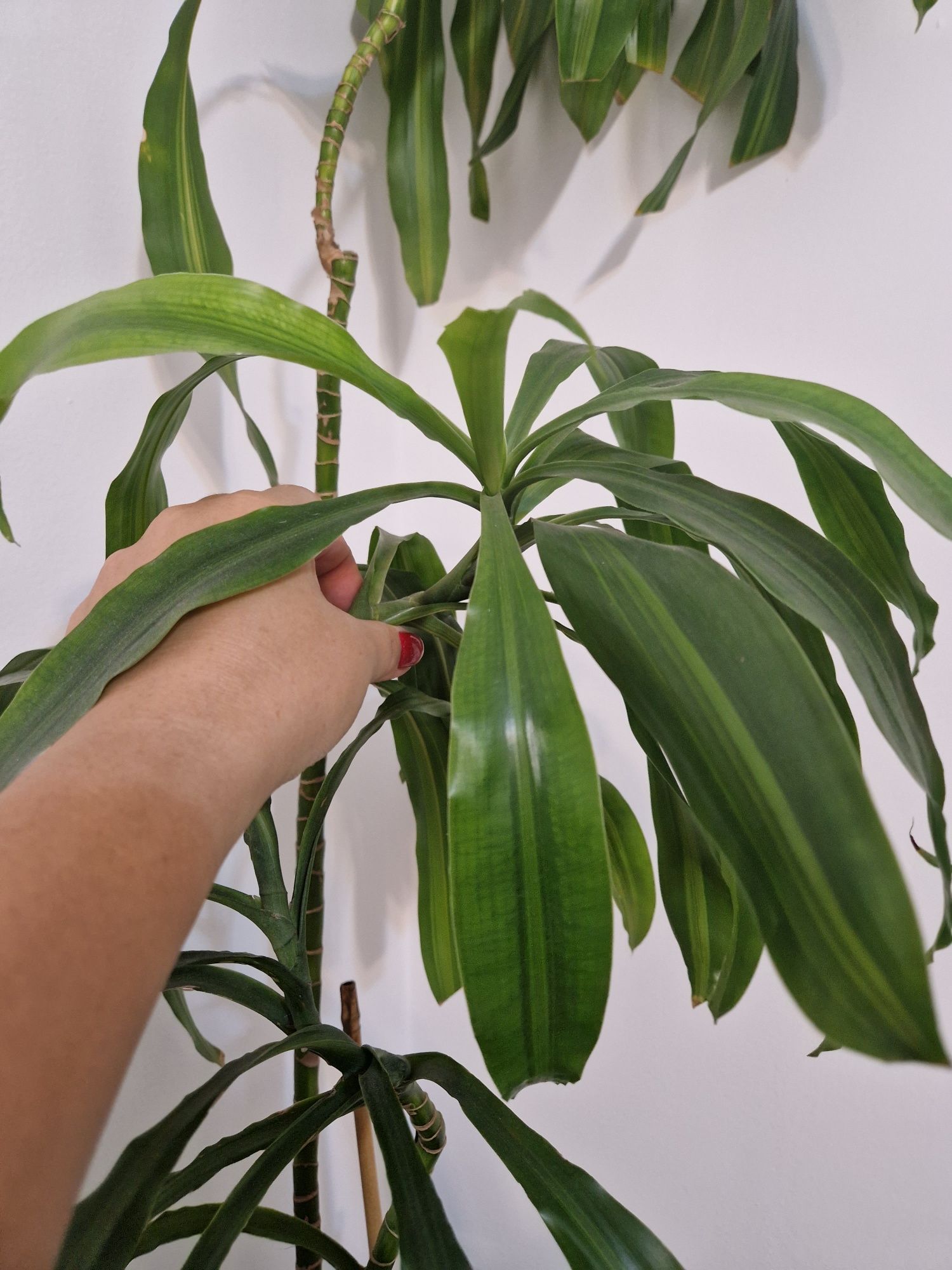 Драце́на души́стая (лат. Dracaena fragrans) — вечнозелёное кустарников