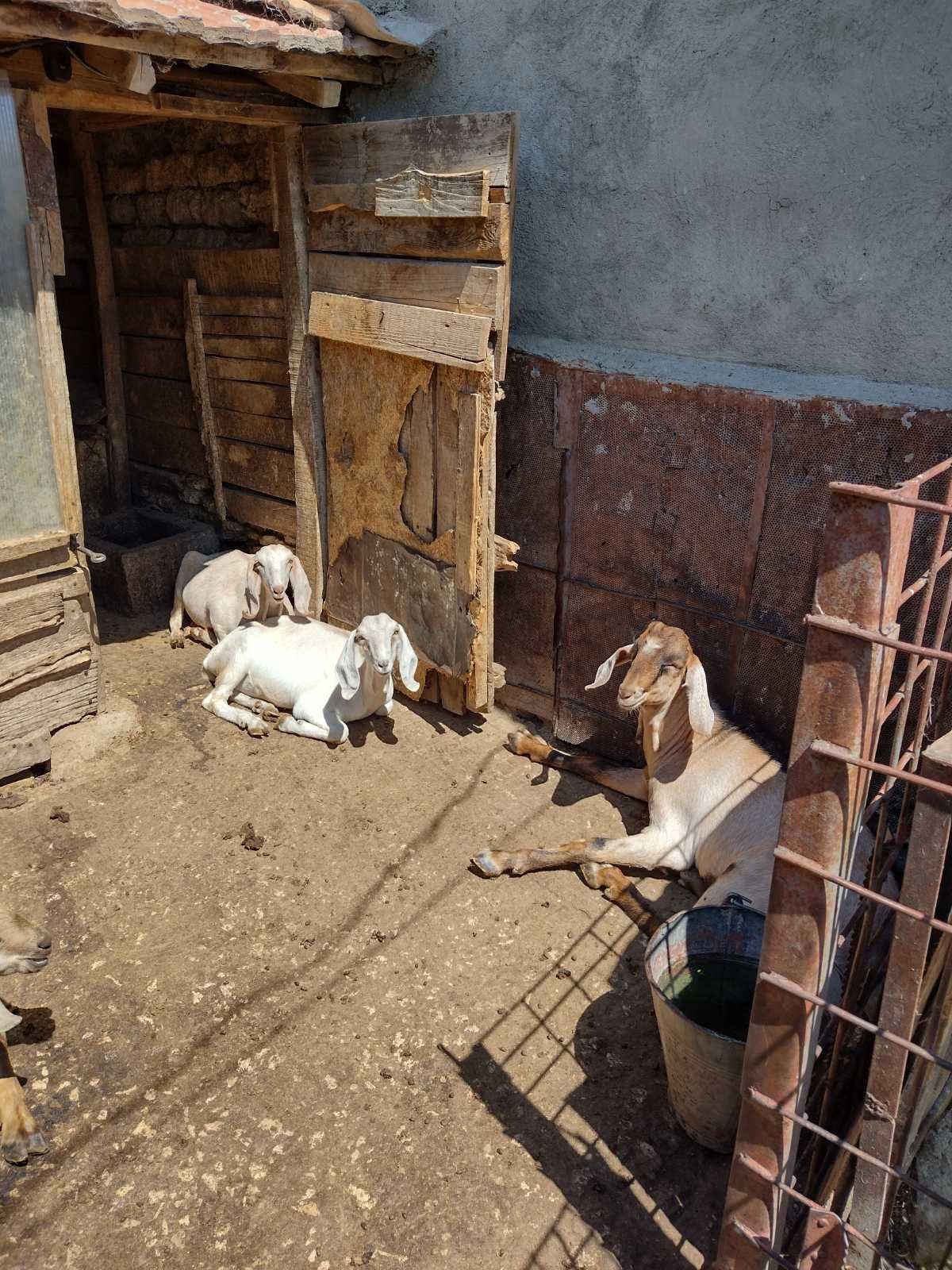 Продавам   ярета