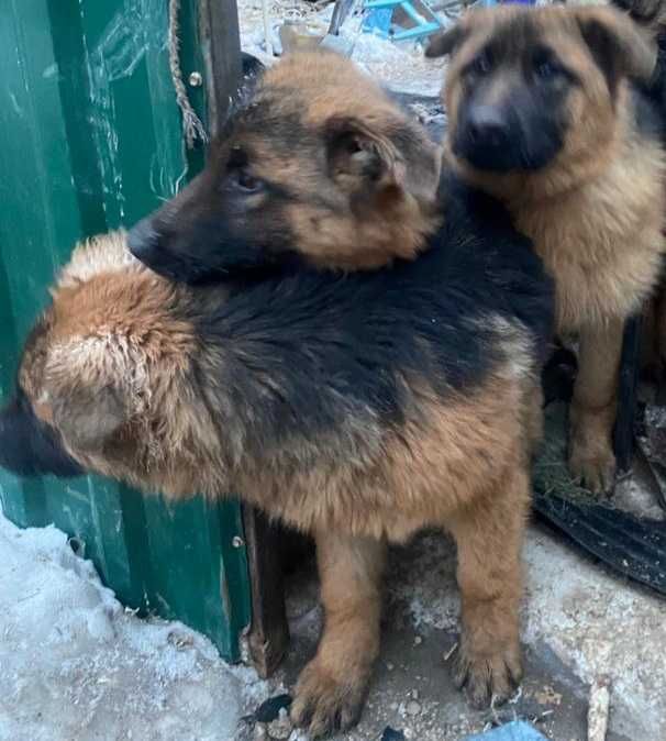 Щенки немецкой овчарки