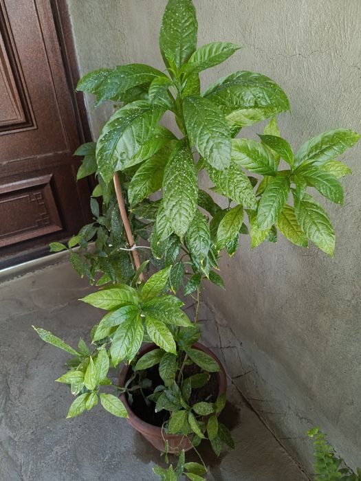 Mushku ambar (Graphtophyllum pictum (Xitoy drazhenasi))