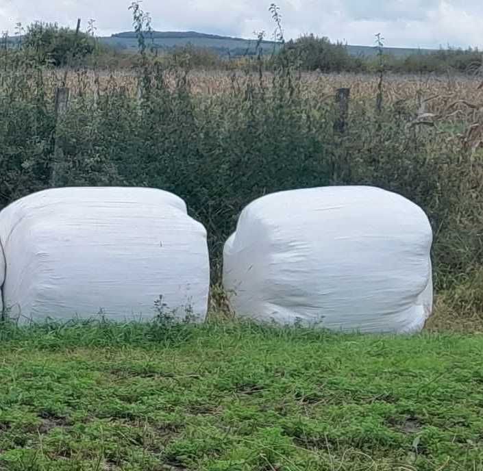 Baloți lucernă infoliati