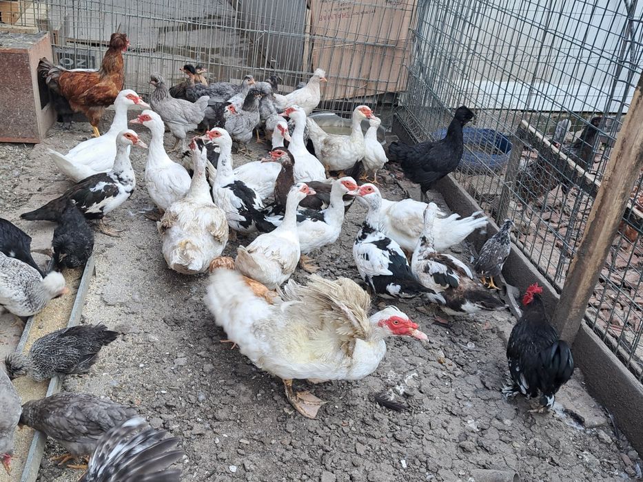 Vand rate mute si ratoi