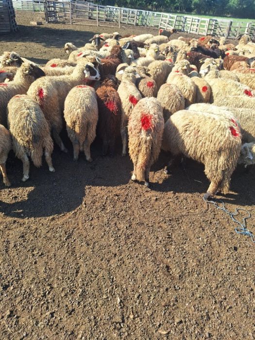 Vând 100 de cârlanii