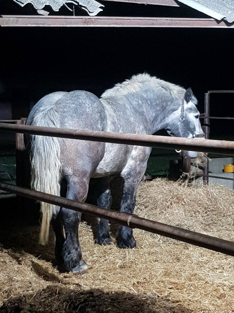 Armasar Percheron pentru monta