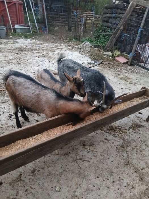 Vând 2 capre și o iada