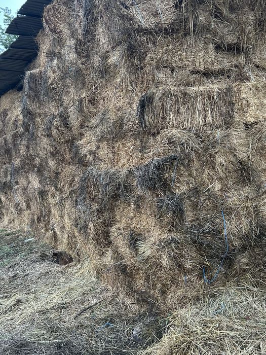 Baloti lucernă 1000 de bucati