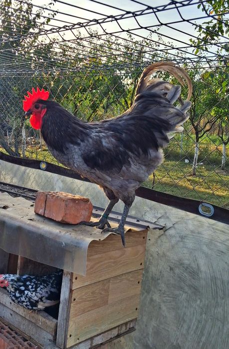 Pereche de gaini Australorp