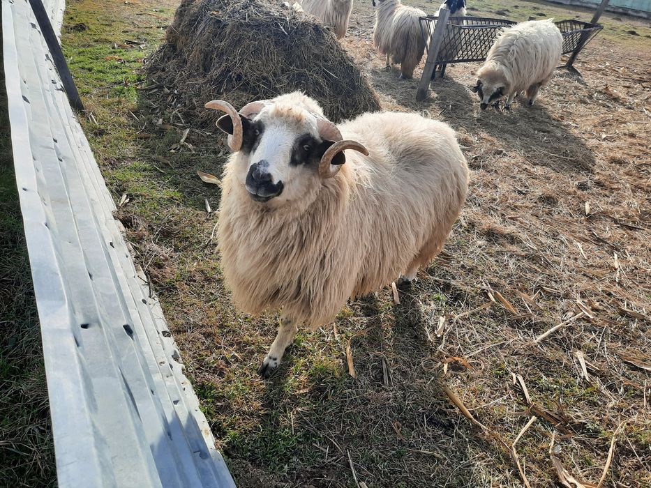 Vând 3 berbeci vârsta 1 an