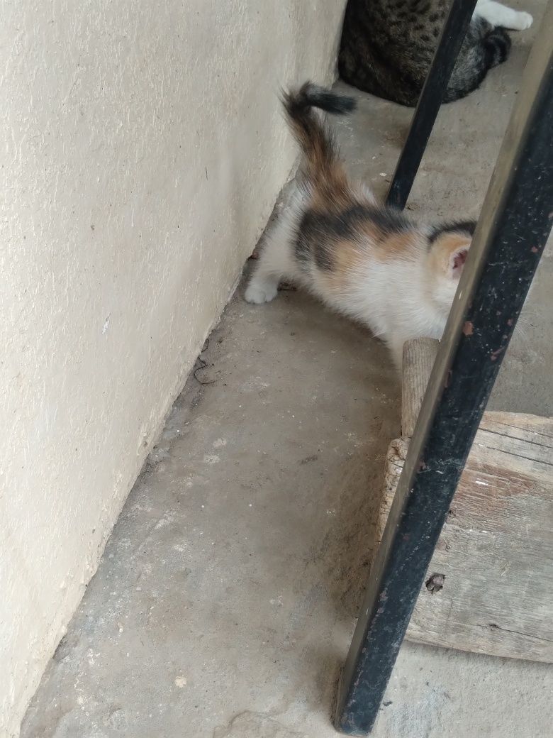 Отдам котят в хорошие руки домашние