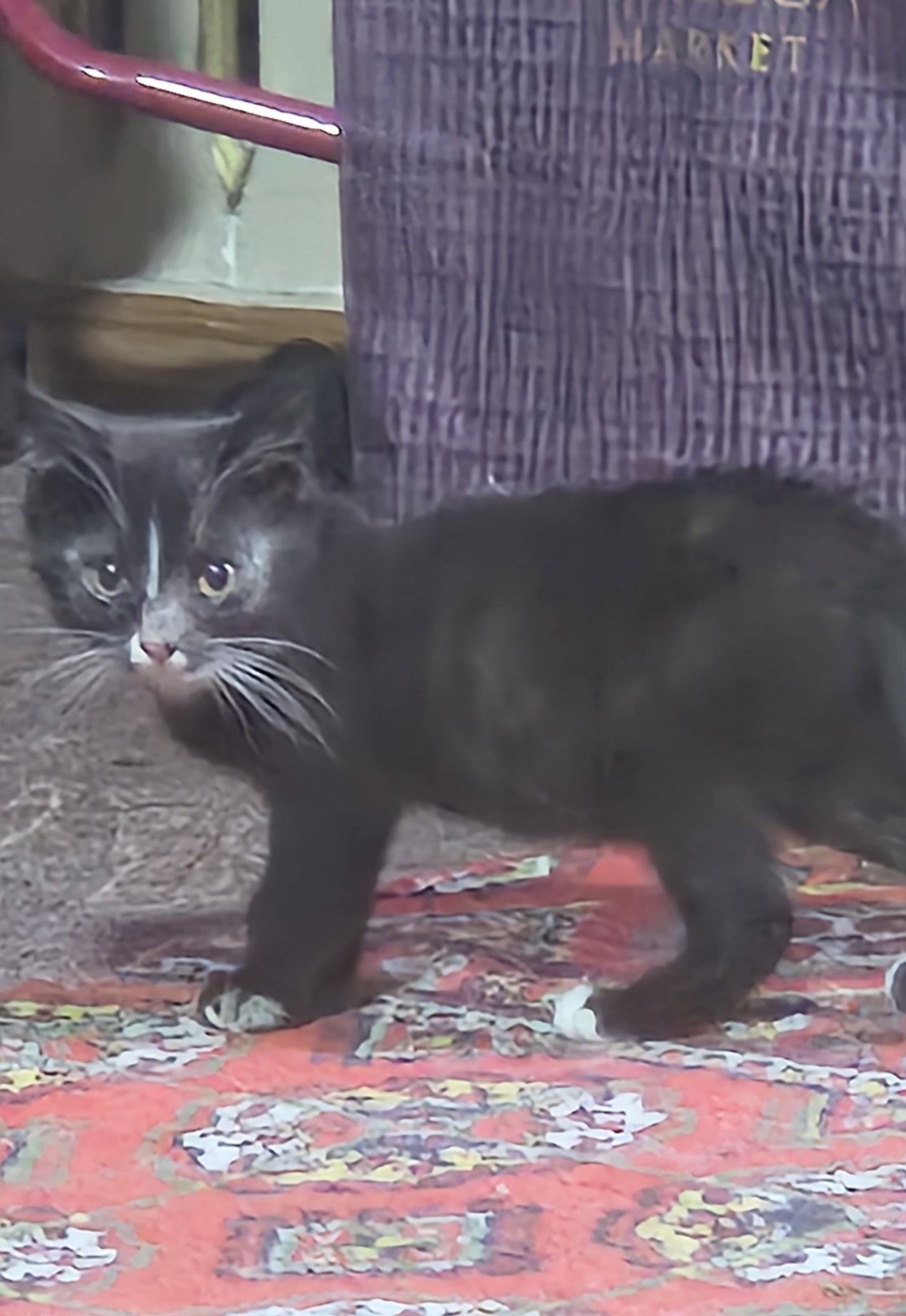 Котята, отдам в хорошие руки,