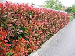 Photinia (fotinia) fraserii Red Robin gard viu